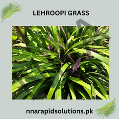 Lehroopi Grass Natural Lawn & Ground Cover
