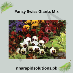 Pansy Swiss Giants Mix Large Blooms, Premium Winter Flower Seeds