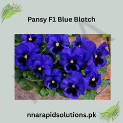 Pansy F1 Blue Blotch Hybrid Winter Flower Seeds
