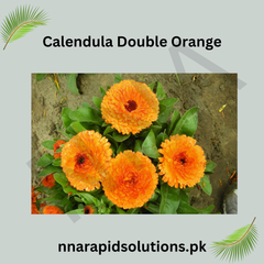Calendula Double Orange Seeds in Pakistan Bright Seasonal Orange Flowers