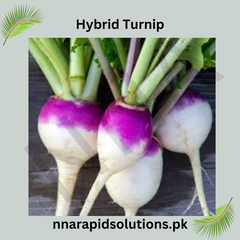 Buy Hybrid Turnip Seeds (Shaljam) Fast-Growing Winter Vegetable in Pakistan
