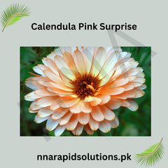 Calendula Pink Surprise Seeds in Pakistan Unique Seasonal Pink-Orange Flowers