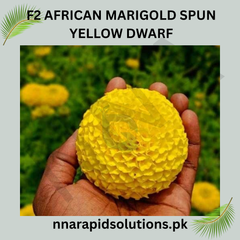 F1 African Marigold Spun Yellow Dwarf Seeds in Pakistan Compact Bright Flowering Plant