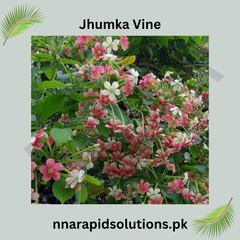Jhumka Vine Plant Elegant Hanging Flowering Climber for Home & Garden