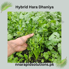 Buy Hybrid Hara Dhania Seeds Online in Pakistan | High Yield Coriander Herb