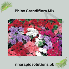 Phlox Grandiflora Mix Seeds in Pakistan Colorful Seasonal Bedding Flowers