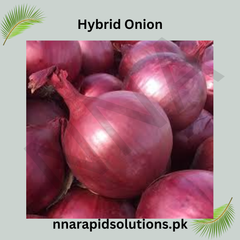 Hybrid Onion Seedlings per Kg High Yield & Disease Resistant