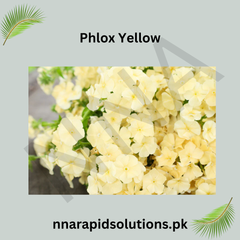 Phlox Yellow Seeds in Pakistan Rare Seasonal Yellow Flower Variety