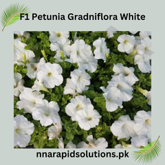 F1 Petunia Grandiflora White Seeds in Pakistan Hybrid Winter Flower Seeds for Pots & Borders