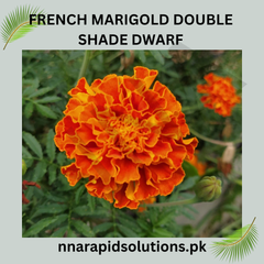 French Marigold Double Shade Dwarf Seeds in Pakistan Two-Tone Compact Flowering Plants