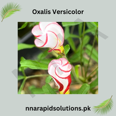 Oxalis Versicolor Candy Cane Flower Bulbs
