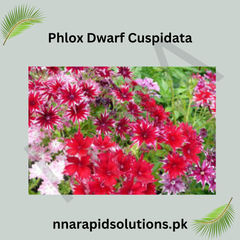Phlox Dwarf Cuspidata Seeds in Pakistan Compact Seasonal Colorful Flowers
