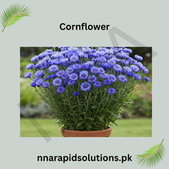 Cornflower Seeds in Pakistan Classic Seasonal Blue Flowering Plants