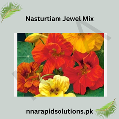Nasturtium Jewel Mix Seeds in Pakistan Colorful Seasonal Flowering Plants