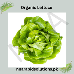 Organic Lettuce Seeds (Salad Pata) Imported, Chemical-Free for Pakistans Winter Gardening
