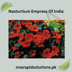 Nasturtium Empress of India Seeds in Pakistan Deep Red Seasonal Flowers