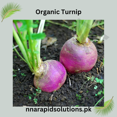 Buy Organic Turnip Seeds (Shaljam) Winter Vegetable for Pakistan