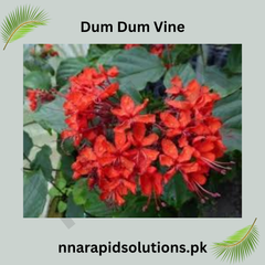 Dum Dum Vine Plant Fast-Growing Ornamental Climber for Home & Garden
