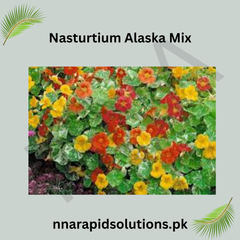 Nasturtium Alaska Mix Seeds in Pakistan Variegated Foliage & Colorful Flowers