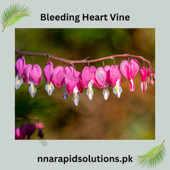 Bleeding Heart Vine Plant in Pakistan Small Climber with Pink & White Flowers (Small Plant)