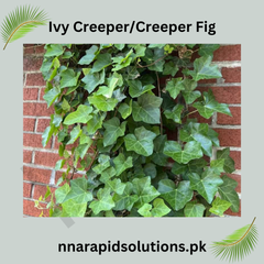 Ivy Creeper Plant Classic Evergreen Climber for Walls & Gardens