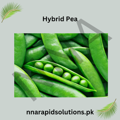 Hybrid Peas () Seeds