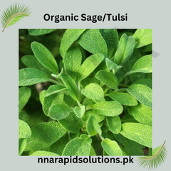 Sage Herb Seeds Medicinal & Culinary Herb ( / ) for Pakistani Gardens