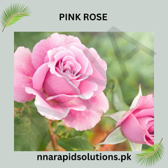 Pink Rose Plant seeds in Pakistan Elegant Flowering Plant for Pots & Gardens