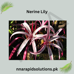 Nerine Lily The Jewel of Autumn Gardens