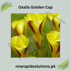Oxalis Golden Cap Bright Blooms for a Cheerful Garden