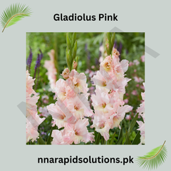 Gladiolus Pink Bulb Graceful Spikes of Soft Pink Blooms