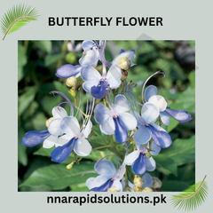 Butterfly Flower Seeds in Pakistan Attractive Seasonal Blooms for Pollinator Gardens