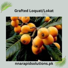 Grafted Loquat/Lokat Fruit Plant (1 Year Old)