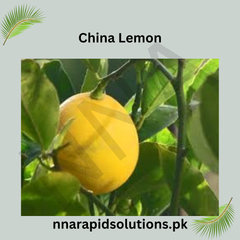 China Lemon Fruit Plant (2 Years Old)