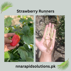 Strawberry Runners Swat Variety Premium Sweet Strawberry Plants