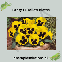 Pansy/Pensy F1 Yellow Blotch Premium Hybrid Flower Seeds