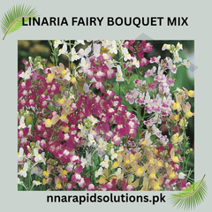 Linaria Fairy Bouquet Mix Seeds in Pakistan Multi-Colored Dwarf Flowering Plants