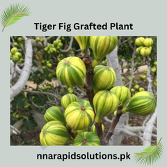 Tiger Fig Grafted Plant (2 Years, 45 ft) Rare Striped Figs in Pakistan