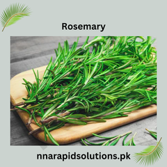 Rosemary Paneeri Fresh Aromatic Herb Seedlings for Home & Garden