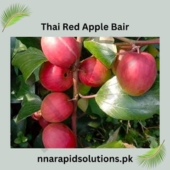 Thai Red Apple Bair Plant Premium Sweet Jujube Variety for Pakistani Climate