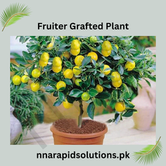 2-Year-Old Fruiter Grafted Plant Early Fruiting Citrus Tree