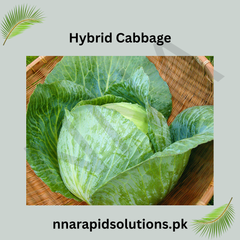 Hybrid Cabbage ( ) Seeds