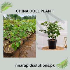 China Doll Plant Elegant Indoor Beauty with Glossy Leaves