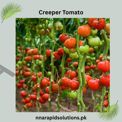 Buy Creeper Tomato (Hybrid) Plant Online in Pakistan | High Yield Climbing Tomato