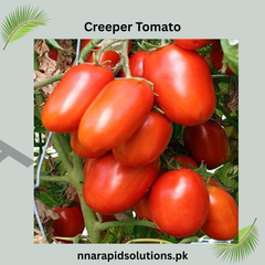 Buy Organic Creeper Tomato Plant Online in Pakistan | High Yield Climbing Variety