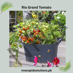Buy Organic Rio Grand Tomato Plant Online in Pakistan | High Yield Chemical-Free