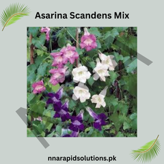 Asarina Scandens Mix Seeds – Colorful Climbing Vine
