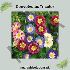 Convolvulus Tricolor Seeds – Vibrant Tricolor Morning Glory