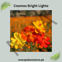 Cosmos Bright Lights Seeds – Colorful Ornamental Flowers