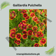 Gaillardia Pulchella Seeds – Vibrant Ornamental Blanket Flowers